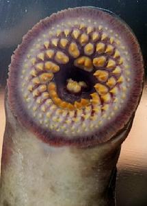 这种鳗鱼的嘴里只有一个牙齿,而舌头上却长着一些像牙齿一样的圆盘.