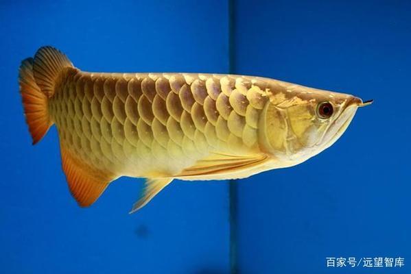 魚(yú)缸改底濾打孔教程視頻播放（魚(yú)缸改底濾打孔教程視頻播放大全） 觀賞魚(yú)