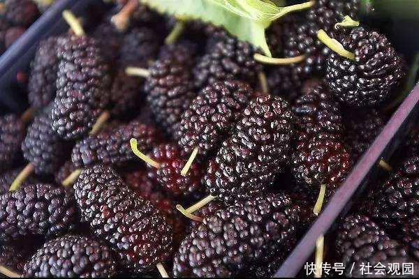 大街上卖的桑葚,里面真的有很多虫子吗?看完整