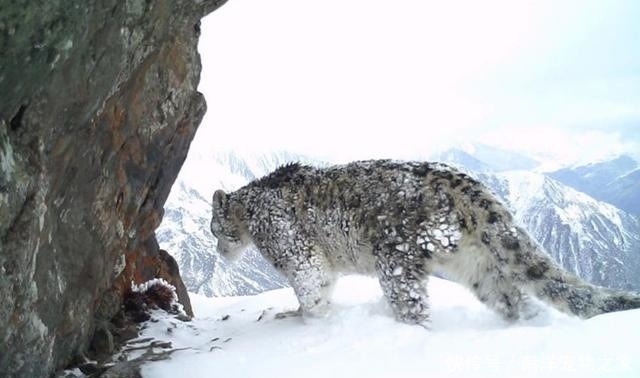 雪豹主要分布于