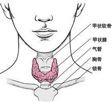 甲状腺在哪个部位图