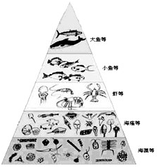 如图是海洋生态系统中最普通的能量金字塔.从图中可知