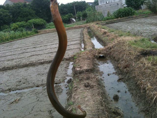 钓黄鳝的钩不同于钓鱼钩,这个可以自制,不需要倒钩,有了倒钩反倒不好