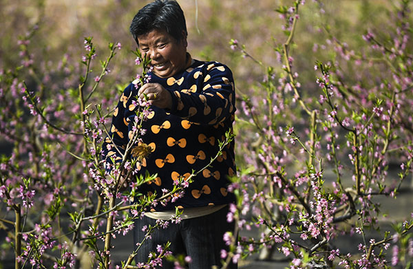 河北永清:鲜花迎春