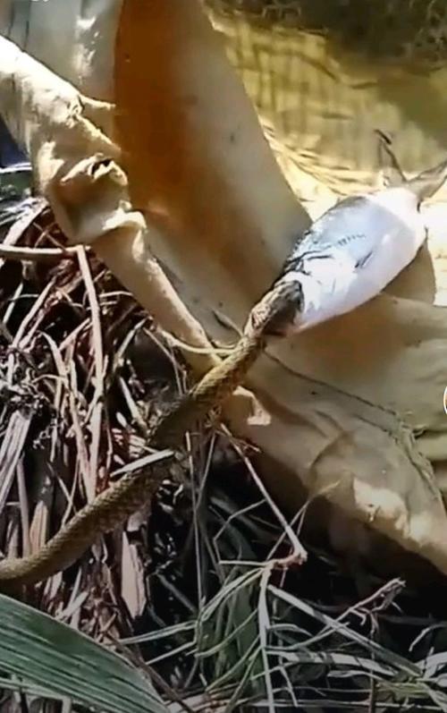 河边钓鱼,野蛇来偷鱼吃,钓鱼人不敢躯赶,结果鱼