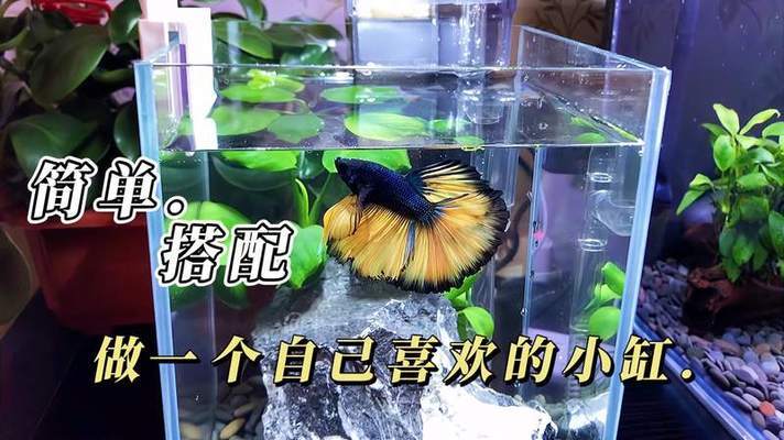 2米大魚缸怎么抬到柜子上面（2米大魚缸怎么抬到柜子上面去）