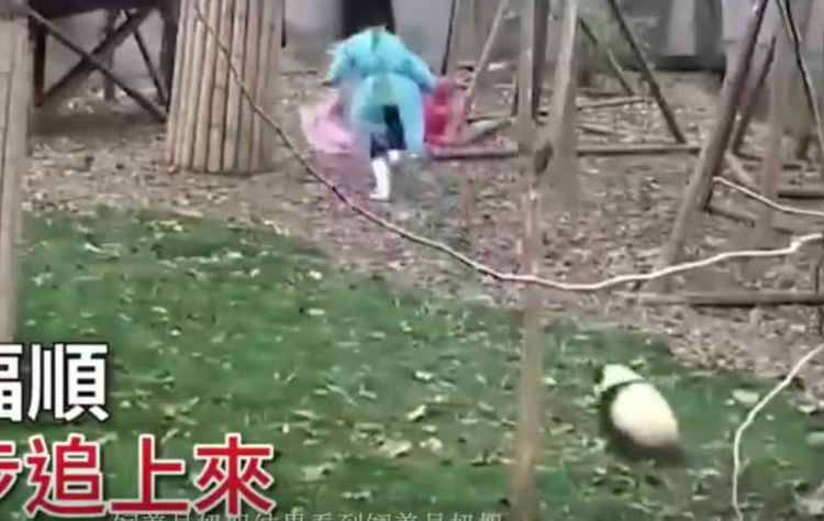 熊猫宝宝的玩具被奶妈拿走了,在地上打滚耍赖