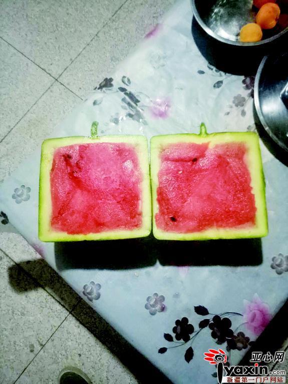 瓜農(nóng)種出方形西瓜 最貴168元/個 方形西瓜怎么種的?