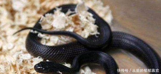 怀孕九月,梦见黑蛇缠身,起床后赶紧跑去厕所,起