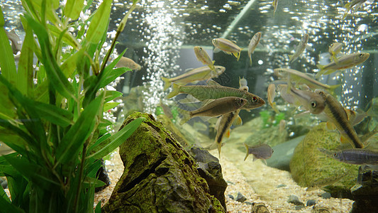 青山區(qū)清晨水族館（青山區(qū)清晨水族館地址） 全國水族館企業(yè)名錄