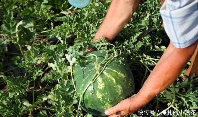西瓜分公母,母的最甜!教你简单3个窍门,轻松挑出香甜的母瓜
