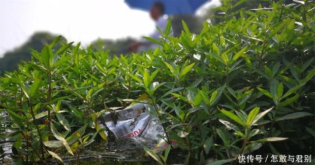 农村河中出现异常死鱼,钓鱼人称鱼又遇到钓鱼