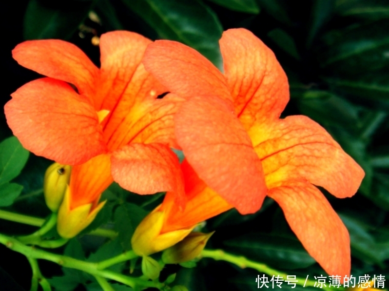 “不差钱”的三大生肖女,长相平平却很旺夫,一生多财又多福 pp电子平台游戏