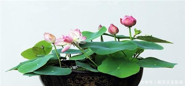 家养盆栽荷花怎么种植