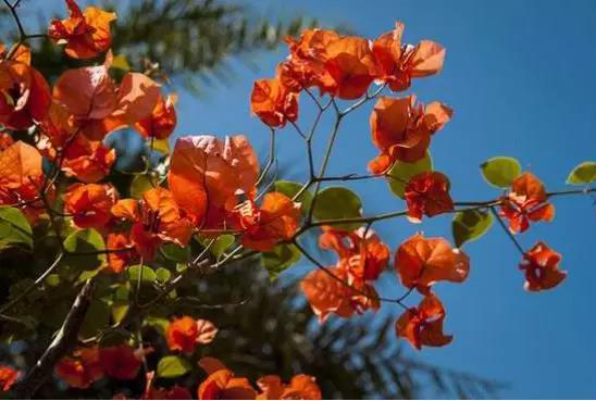 在海口过年,不只是吃鸡那么简单