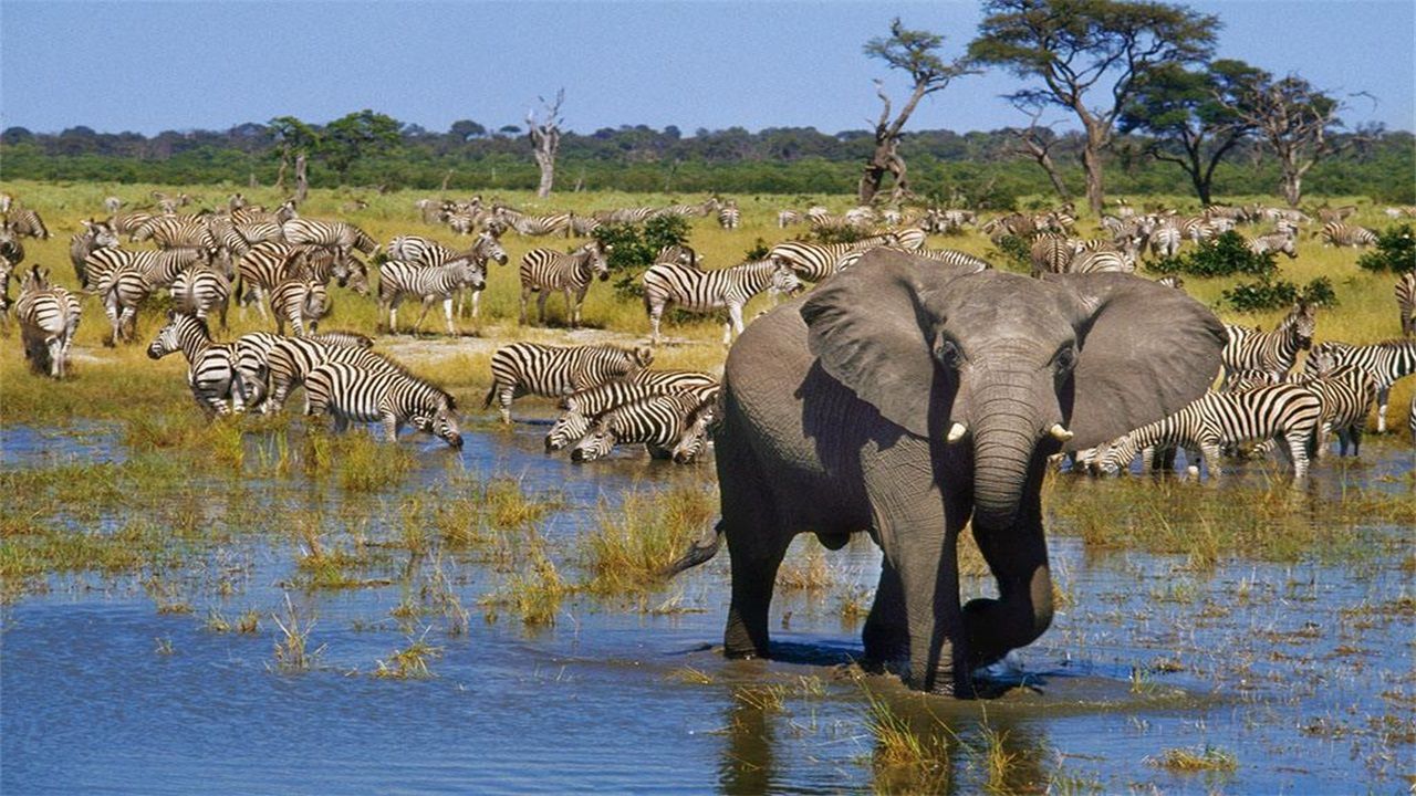 非洲最安全的国家:用近一半国土保护动物,为此