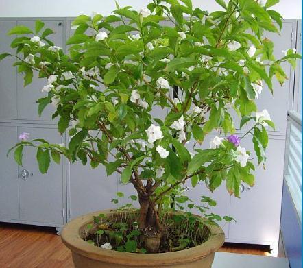 浇花的时候,用淘米水浇,叶子咋还发黄老花匠你