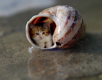 奇闻:世界上最小的猫,实属罕见,已列入吉尼斯世