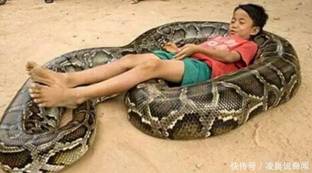家长把蟒蛇给孩子当宠物,同吃同睡,六年后让他