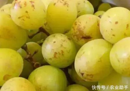 葡萄上锈斑、黑斑、白斑是咋回事?如何提高葡