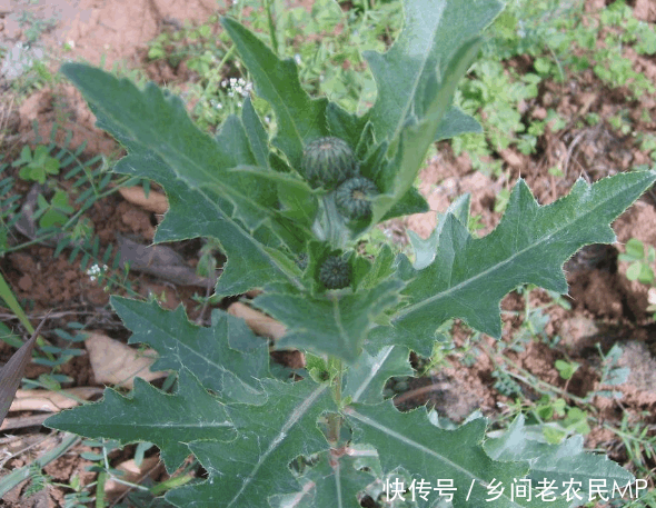 农村这种野菜名字很好听, 居然会刺人, 连狗见到都绕路走开!