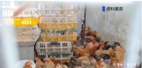 感染鹦鹉热的症状