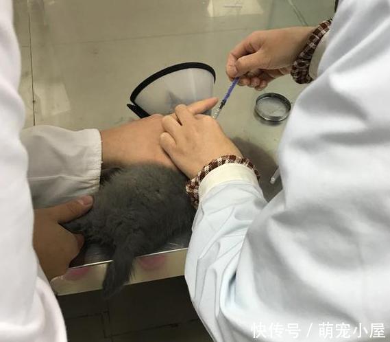 猫咪生病后朋友就丢了它,现在治好了又想要回