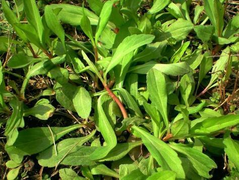 这菜只有春天有 想要补血防癌抗癌都不应该错过 3p 医疗保健 武当休闲山庄 稳定 和谐 人性化的中文社区