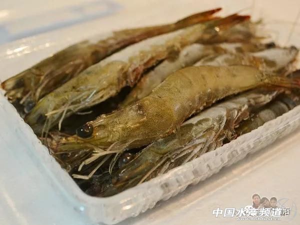 这种虾市价媲美白对虾,或成白虾的替代品种?