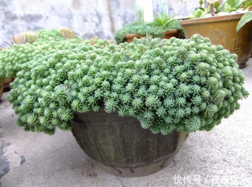 多肉怎么爆盆好看 t0186c022c47737ce33.jpg