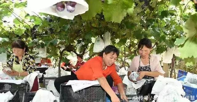 农业标准化生产