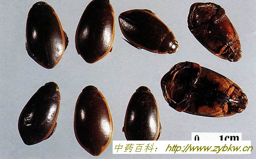东方异爪龙虱