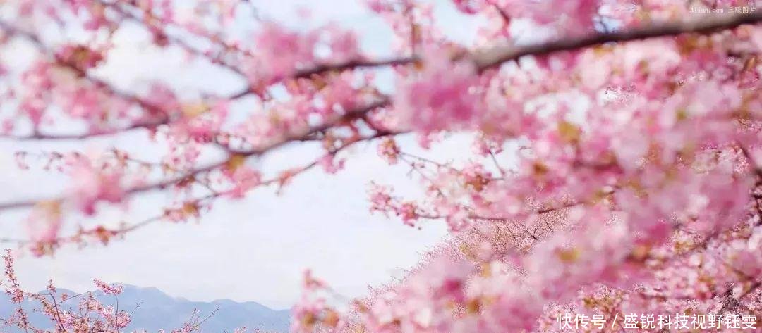 2019日本樱花开放日预测 过一个月,这将是粉粉