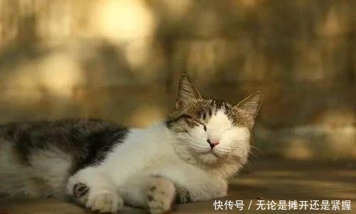 北京故宫181只猫火了,没有一只是吃白食的,还