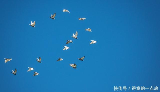 信鸽如何知道确切位置中国军鸽穿越核爆蘑菇云