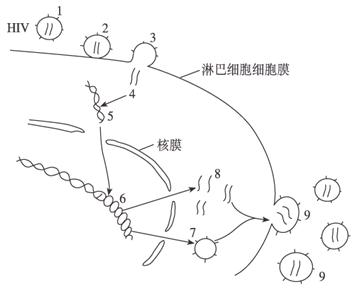 下图为艾滋病病毒(hiv)侵染人体淋巴细胞及其繁殖过程