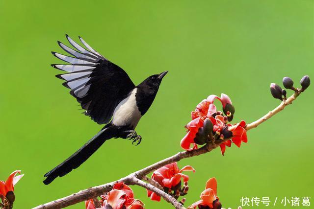 新年小尾巴,喜鹊家门前叫,财运滚滚而来,福气享不尽,三生肖