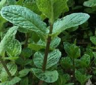 荆芥和石香菜,河南人走到哪里也不会忘记这两样调味菜.