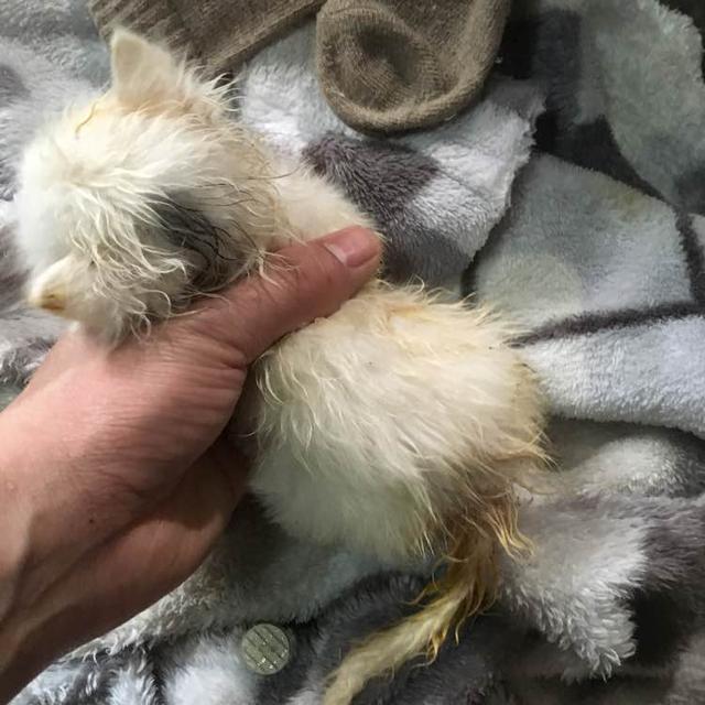 楼下草丛里一直传来猫叫声,救回一只小奶猫后,第二天又重获惊喜