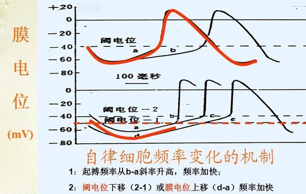 为什么说静息电位显著降低膜电位上移兴奋性降低