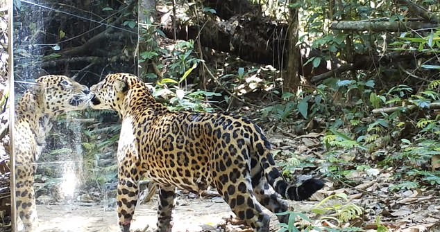 英摄影师在亚马逊雨林立镜子吓坏动物