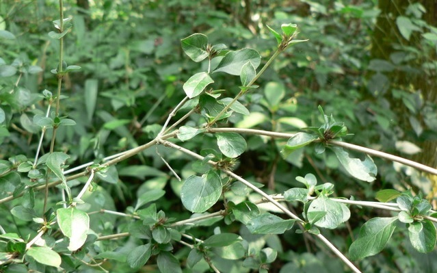 鱼骨刺,光骨刺,过路黄荆(《中医药实验研究》),硬骨柴(《江西民间草药