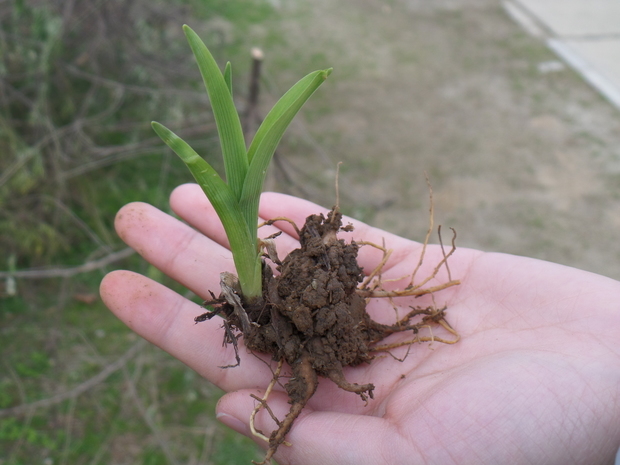 这是什么植物啊请问?根部是块状的