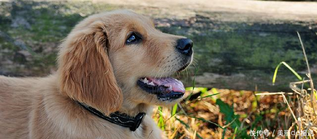 饲养的狗狗身体偏瘦怎么办根据不同的情况,做