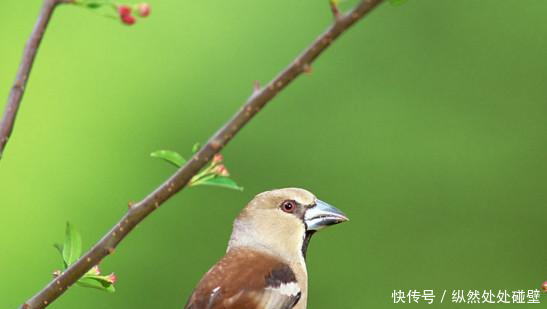 心理测试4只鸟哪一只是你最喜欢的，在爱情中你最看重的是什么