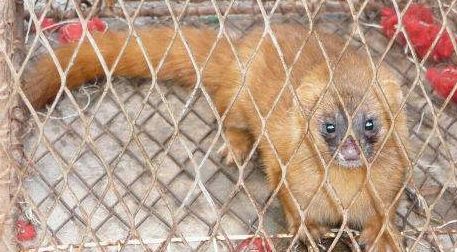 男子救了一只小黄鼠狼,关在笼子里,一天出门回