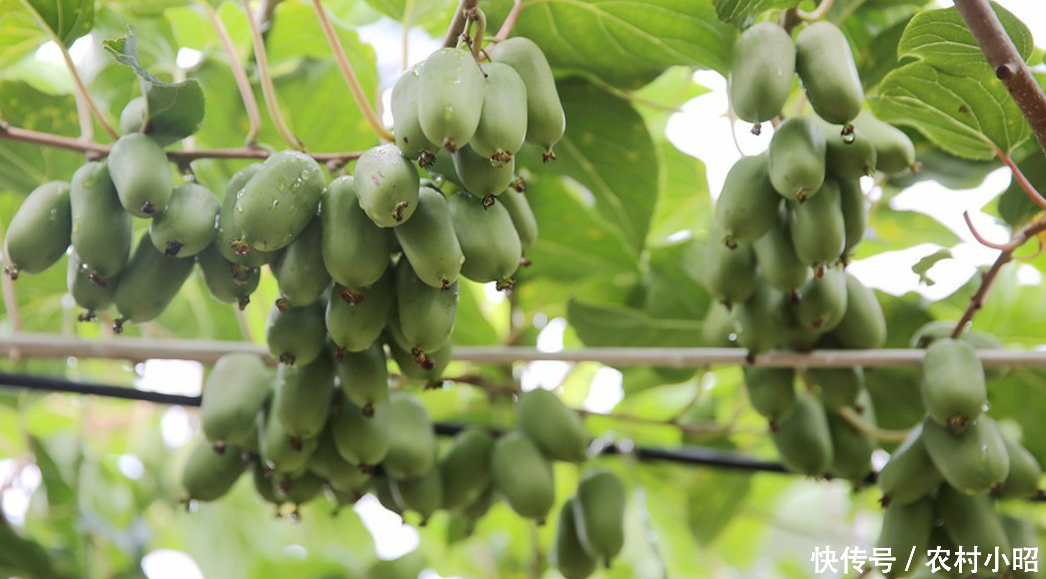 农村创业:种植软枣猕猴桃,知道的赚大了!