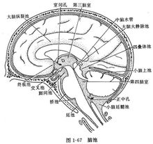 此概念可与脑室概念一起理解,脑室即脑内部的腔隙,脑室系统包括侧脑室