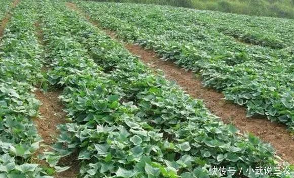 红薯怎么施肥才能高产?红薯高产管理技术!