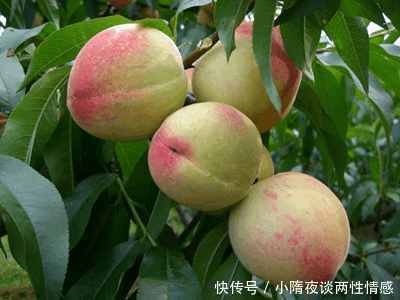 5种水果,虫子想吃吃不到!无需打农药,人们可以